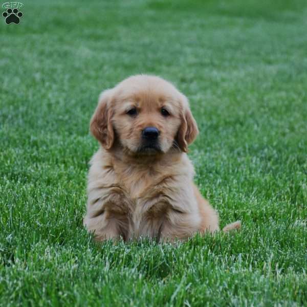 Mason, Golden Retriever Puppy